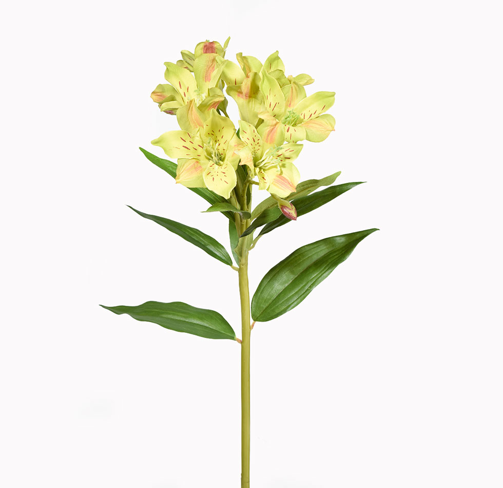 شاخه گل آلسترومریا